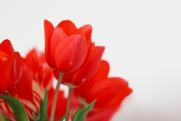 Tulpen